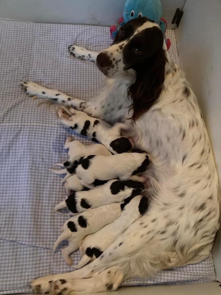 chiot Epagneul Français de L'Arche D'Urk