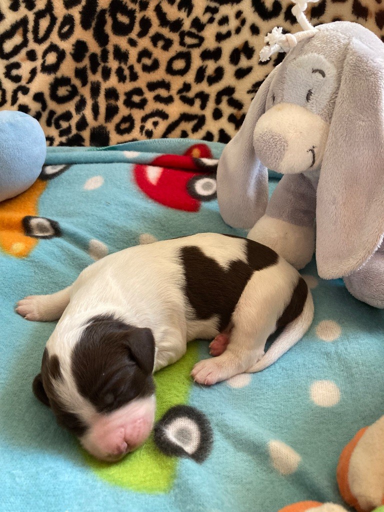 de L'Arche D'Urk - Chiots disponibles - Epagneul Français