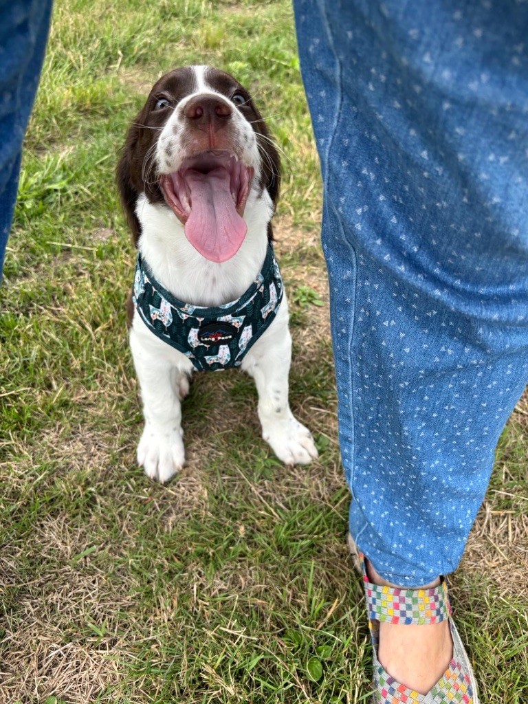 de L'Arche D'Urk - Chiots disponibles - Epagneul Français