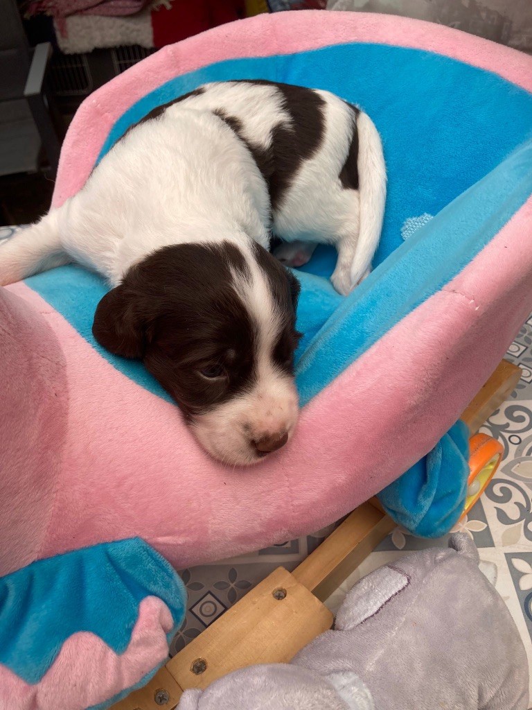 de L'Arche D'Urk - Chiots disponibles - Epagneul Français
