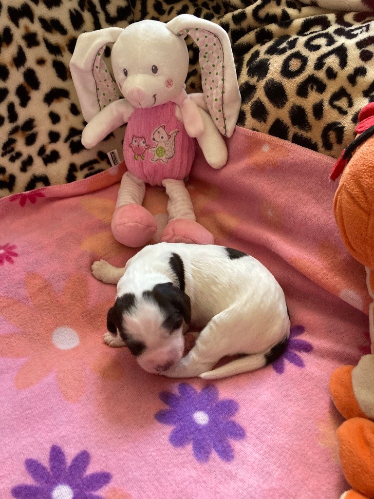 de L'Arche D'Urk - Chiots disponibles - Epagneul Français