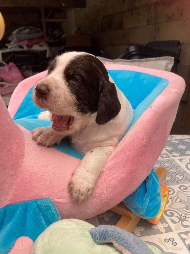 de L'Arche D'Urk - Chiots disponibles - Epagneul Français
