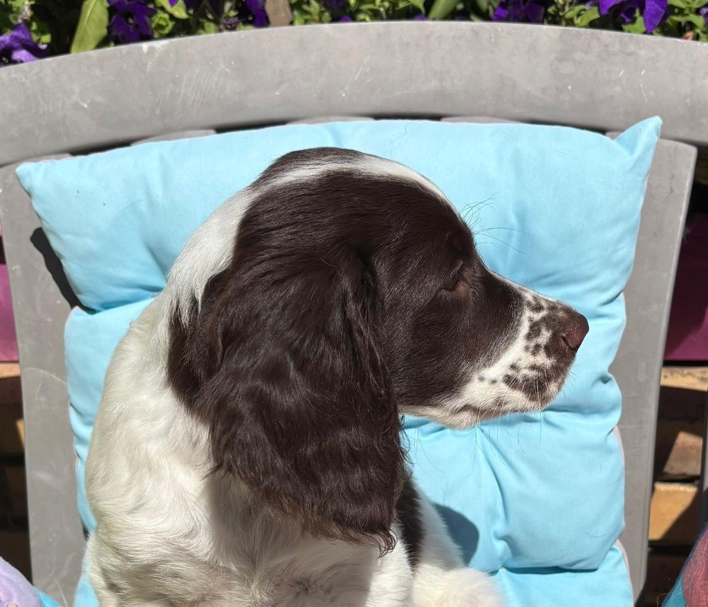 de L'Arche D'Urk - Chiots disponibles - Epagneul Français