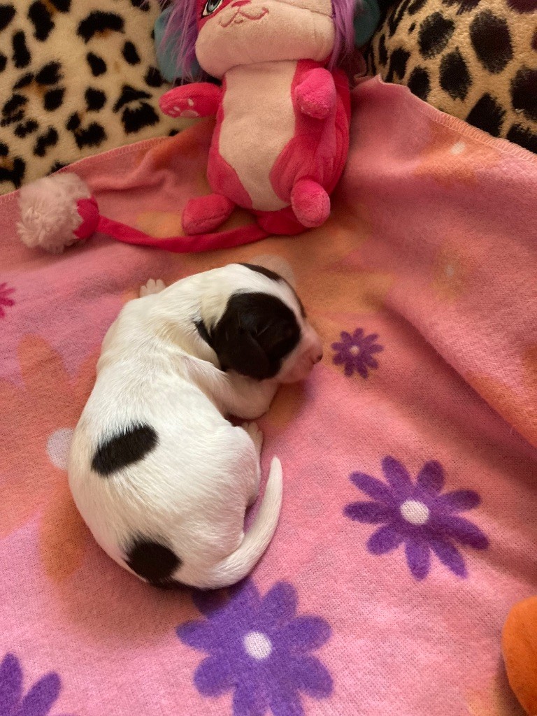 de L'Arche D'Urk - Chiots disponibles - Epagneul Français