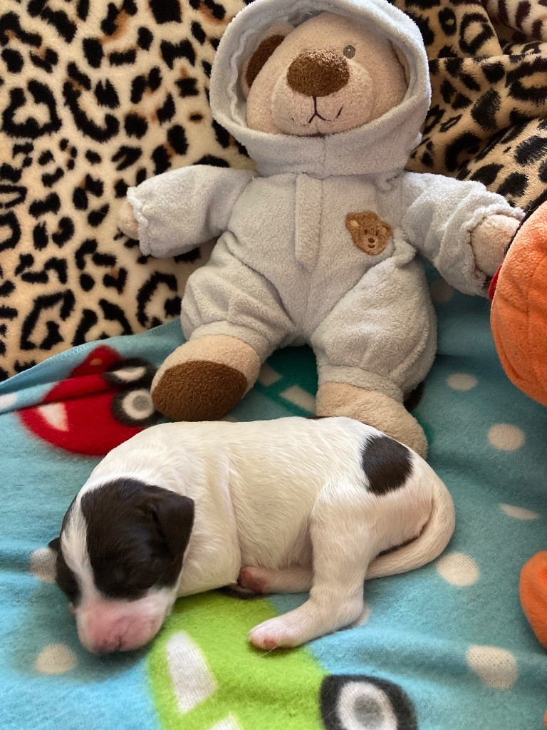 de L'Arche D'Urk - Chiots disponibles - Epagneul Français