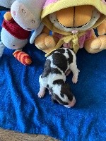 SVEN