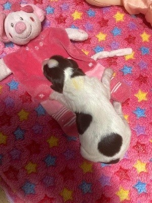 STELLA