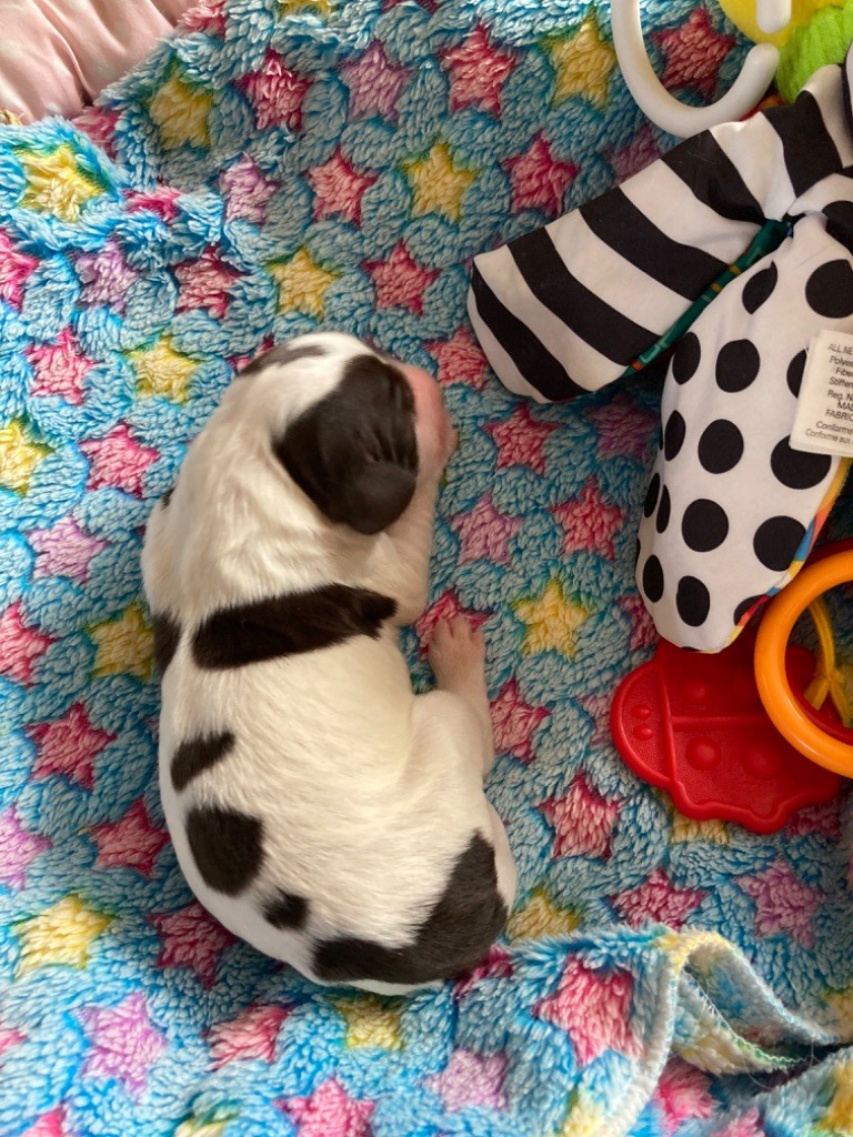 de L'Arche D'Urk - Epagneul Français - Portée née le 16/07/2020