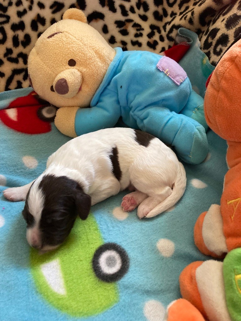 de L'Arche D'Urk - Chiots disponibles - Epagneul Français