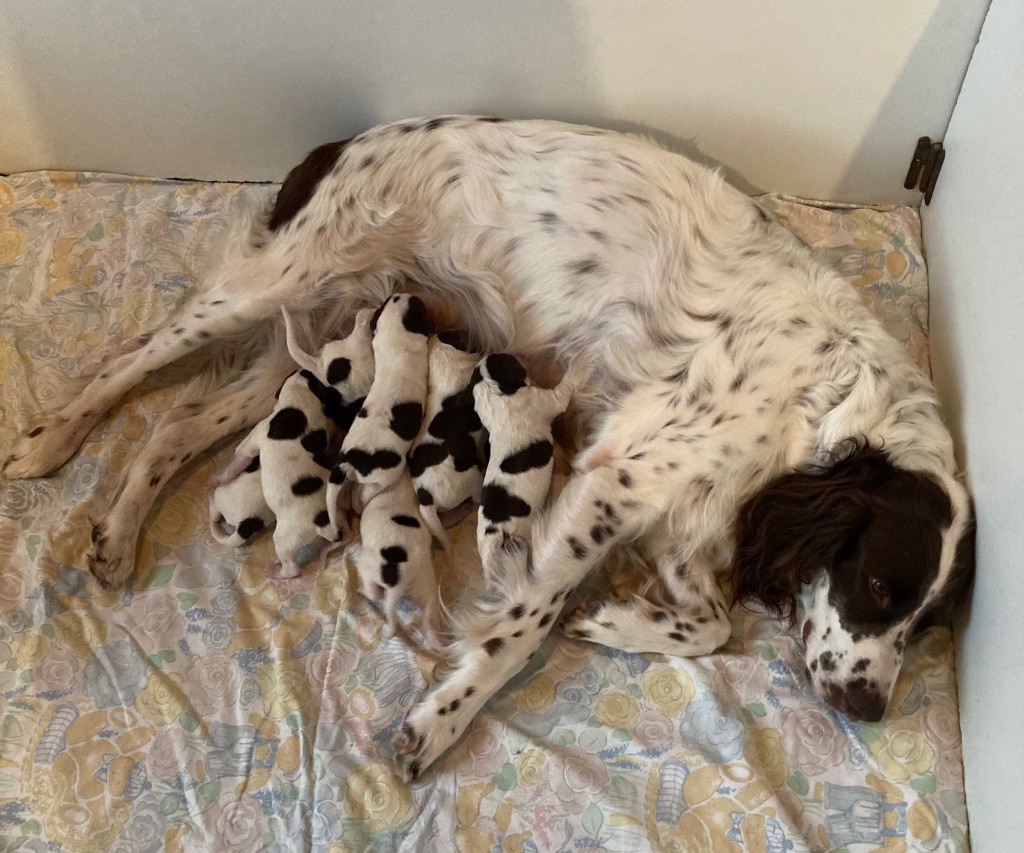 Chiot Epagneul Français de L'Arche D'Urk