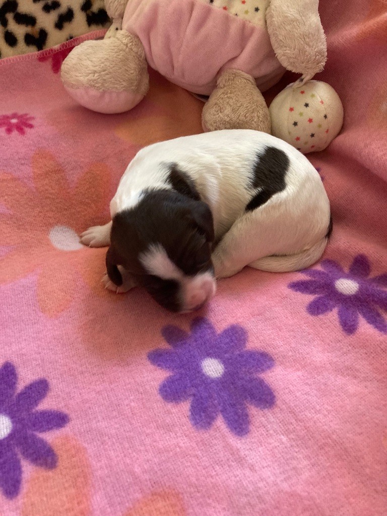 de L'Arche D'Urk - Chiots disponibles - Epagneul Français