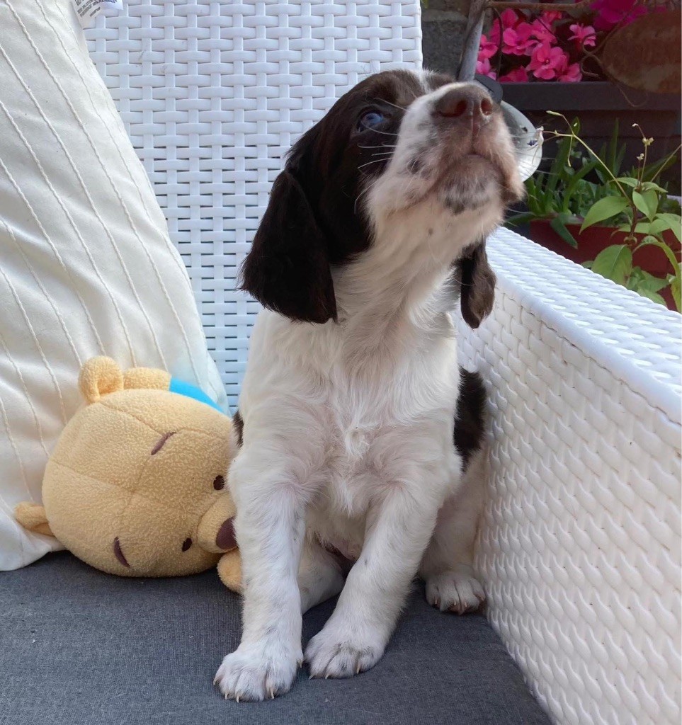 de L'Arche D'Urk - Chiots disponibles - Epagneul Français