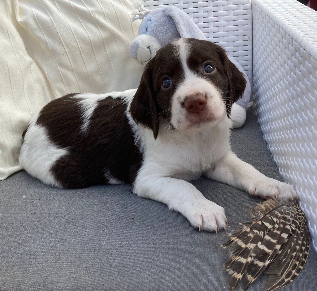 de L'Arche D'Urk - Chiots disponibles - Epagneul Français