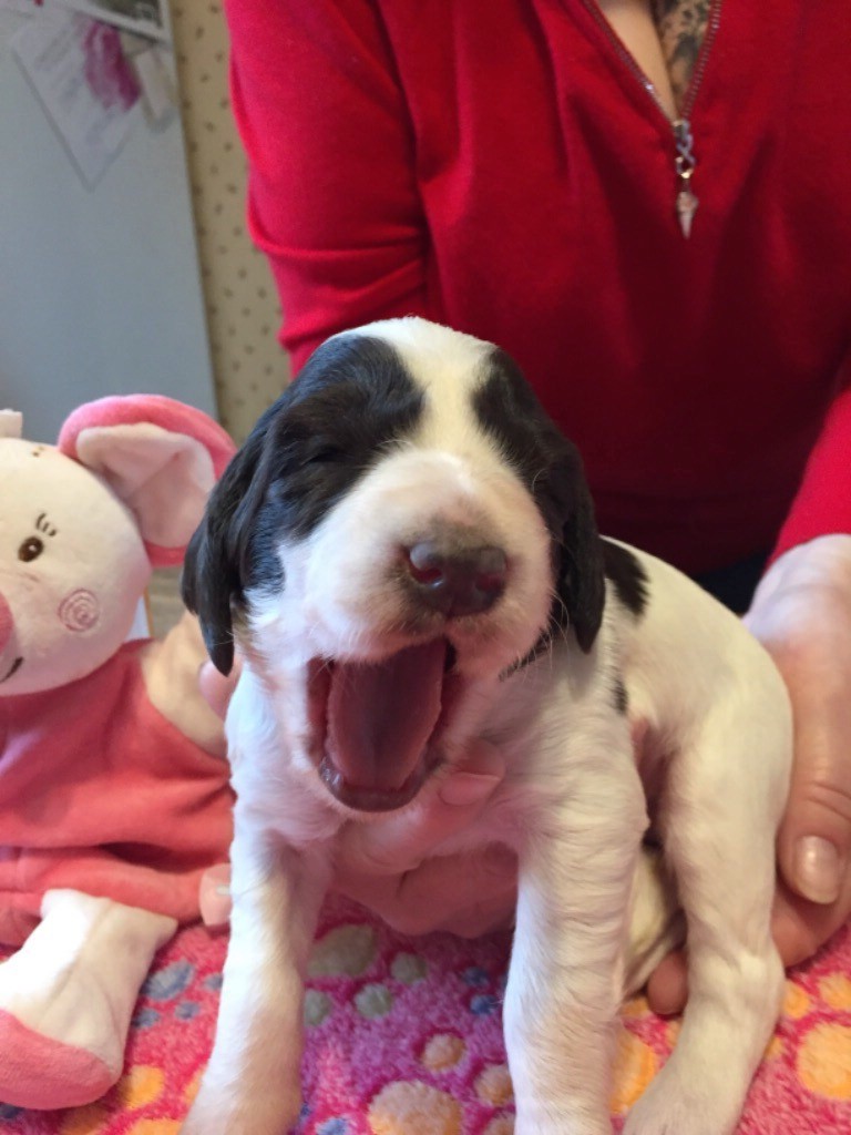 de L'Arche D'Urk - Epagneul Français - Portée née le 14/02/2020