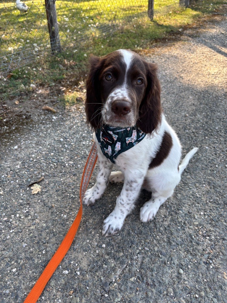 de L'Arche D'Urk - Chiots disponibles - Epagneul Français